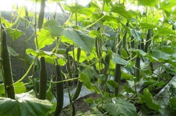 5fd9aaabd01fd.jpg 01.jpg