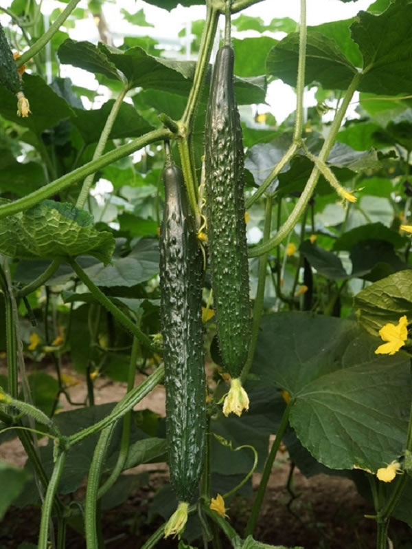 5fd9aab73d5c9.jpg 02.jpg