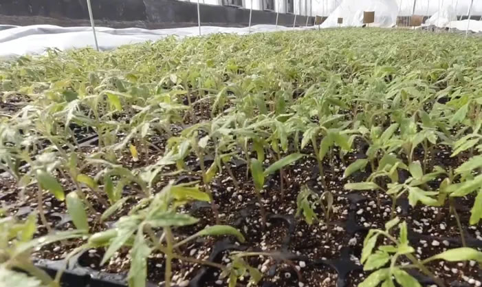 5fda2ae9c3557.jpg 01.jpg