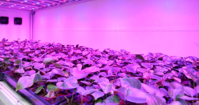 普通led灯能给植物补光吗？